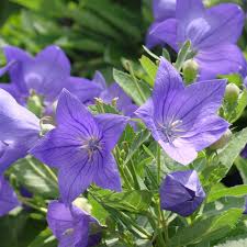 To properly care for the plant, it will need: Sentimental Blue Balloon Flower Naturehills Com