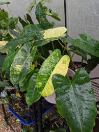  Philodendron Burle Marx Variegata Philodendron Burle Marx Variegata Philodendron Burle Marx Philodendron