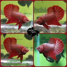 Great Form On This Bigtail Hmpk From Indonesia Available From Fishchick Com Au With Images Betta Fish Fish