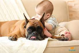 How to introduce dog to baby. How To Introduce Your Baby To Your Dog Love Ferplast