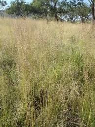 Image result for Pogonarthria squarrosa