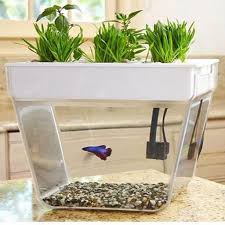 This is because the roots don't have to go looking for water and nutrients, allowing the energy to be used to grow foliage instead of growing roots to look for water and nutrients. Perkebunan Hidroponik Diy Fur Android Apk Herunterladen