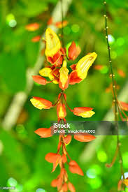 Image result for Thunbergia mysorensis