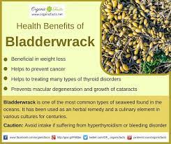 Maybe you would like to learn more about one of these? 16 Bladderwrack Ideas Bladderwrack Benefits Health Herbalism