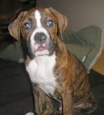 Delta ohio pets and animals 250 $. Bulloxer Dog Breed Information And Pictures