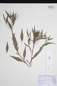 Image result for Ludwigia erecta