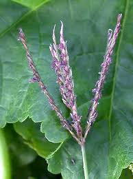 Image result for Cynodon dactylon