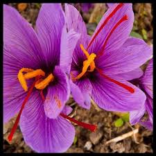 This flower stands for cheerfulness. Jual Reseller Open Tanaman Rempah Umbi Bunga Saffron Putik Herbal Termahal Turki Terlris Di Lapak Hexa Hax Bukalapak