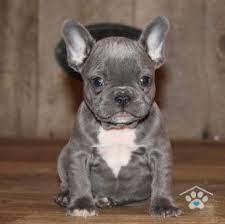 Queen4 French Bulldog Puppies Cute Baby Animals Bulldog Puppies For Sale