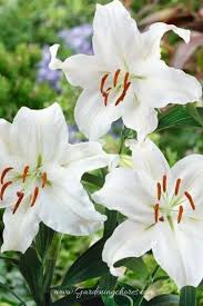 Rich and well drained soil. 30 Different Types Of Lilies With Pictures How To Grow Them