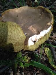 Image result for Boletus atkinsonii