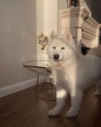 Pin By Zeynep Sercan On Cats And Dogs In 2020 Cute Animals Cute Dogs And Puppies Cute Baby Animals