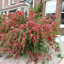 Image result for Callistemon