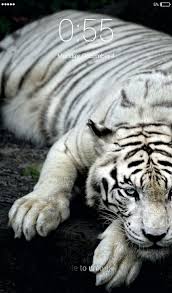 White Tigers Lock Screen Wallpaper For Android Apk Download