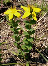 Image result for Hypericum aethiopicum