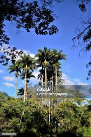 Image result for Roystonea oleracea