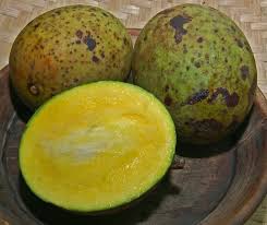 Image result for Mangifera