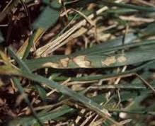 This is probably a beneficial fungi, and is in fact, a sign of healthy, organic, biological activity. Common Grass Diseases Henderson Fertilizing Delaware County Pa