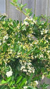 This is pyracantha blooms. I anticipate a prolific yield of orange/red  berries in the fall. Perhaps I can share with birds too. 😆 Question, isn't  it seems early?