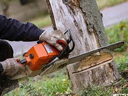 Tree Removal Tree Trimming In Grand Junction Co Alpine Tree Service Llc