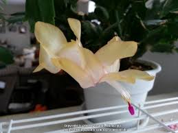 Christmas can also come with the unusual yellow christmas cactus. Photo Of The Bloom Of Christmas Cactus Schlumbergera Truncata Rare Yellow Posted By Jb Garden Org