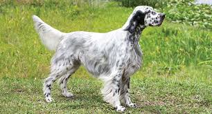 German longhaired pointer puppies for sale by german longhaired pointer breeders, trainers and kennels puppies for sale listings from the best gun dog breeders, trainers and kennels. German Shorthaired Pointer Dog Breed Profile Petfinder