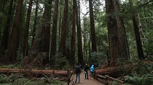 A Hiker Was Killed In Muir Woods National Monument After A Redwood Tree Collapsed