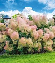 Cotinus Young Lady Bluhende Straucher Bei Baldur Garten In 2020 Straucher Garten Garten Peruckenbaum
