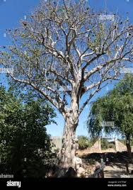 Image result for Sterculia africana