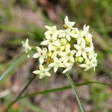 Image result for Sisyranthus