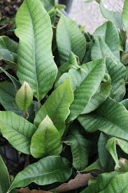 Image result for Pyrrosia