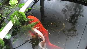 Shop our japanese koi for sale and enjoy. Spawning Shubunkin Goldfish In A Greenhouse Pond Youtube