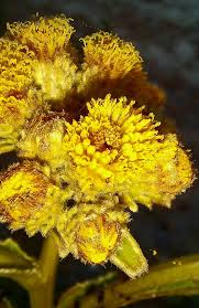 Image result for Inula glomerata