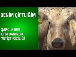 arilar hayvanlar ve yembitkileri panosundaki pin