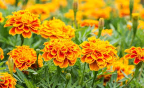 We did not find results for: 11 Plants That Keep Mosquitoes And Other Insects Away Mommy On Time