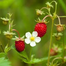 Strawberry fruit plant strawberries food nature red wild strawberry sweet. Wild Strawberry Plants For Sale Naturehills Com