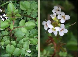 Image result for Nasturtium microphyllum