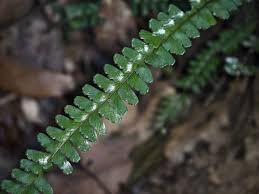 Image result for Lindsaeaceae