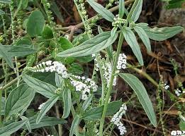 Image result for Heliotropium zeylanicum