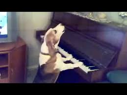 50 Funny Animal Videos To Watch With Your Kids