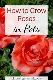 How To Grow Roses In Pots Video Growing Roses Rose Plant Care Planting Roses