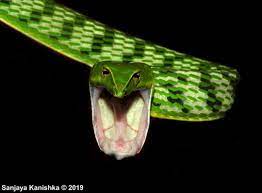 Green Vinesnake Ahaetulla Nasuta Rear Fanged Venomous But Harmless To Humans One Of The Defensive Mechanisms Of Snakes Is To Ope Vine Snake Fun Facts Snake