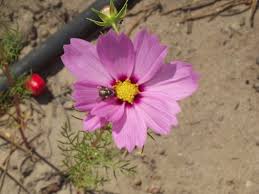 Cosmos Bipinnatus Cosmos Flower Flor Purple