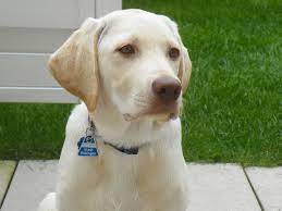 Wir spielen und toben sehr gerne.auch sind wir neugierig die welt zu erkunden und wollen vieles lernen! 6 Monate Junge Dame Sucht Neues Zuhause Labrador