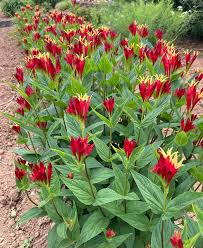 Image result for Spigelia