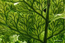 Image result for Vandenboschia