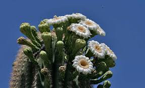 Cacti are collectible and are ideal other cacti, though, come from as far north as canada, and many are even native to the succulent plants have leaves or stems that are filled with juices, the stored water and nutrients that. Saguaro National Park Desertusa