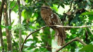 Related to the nightjars , it is nocturnal and is found in forest habitats. Large Frogmouth In Malaysia Rainforest With Called Youtube
