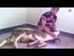 الطريقة الشرعية لذبح أضحية العيد youtube