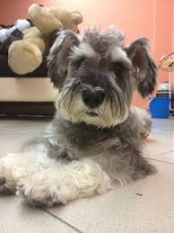 Long Hairstyle Long Hair Styles Schnauzer Animals